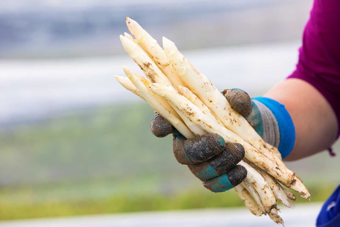 Asperge Plukkers Seizoenarbeiders