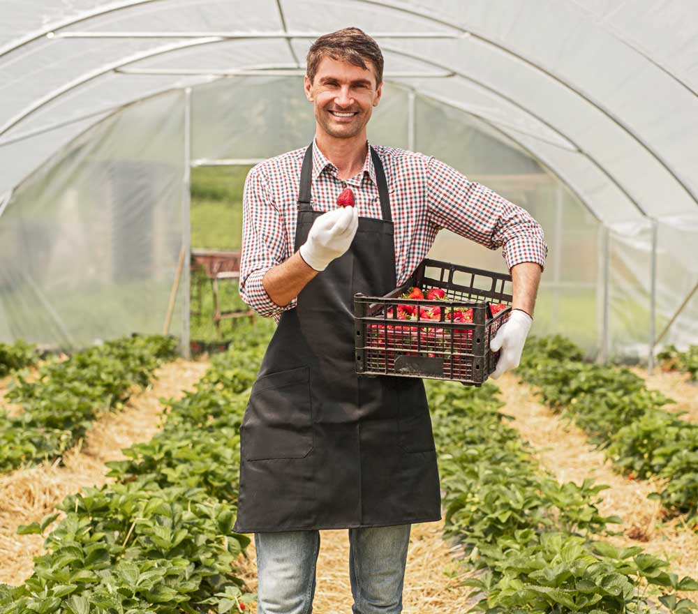 Aardbei Seizoenarbeider