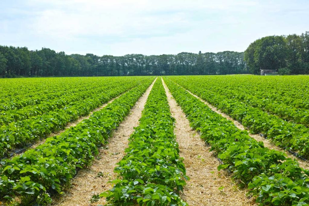 Aardbei Veld Seizoenarbeiders